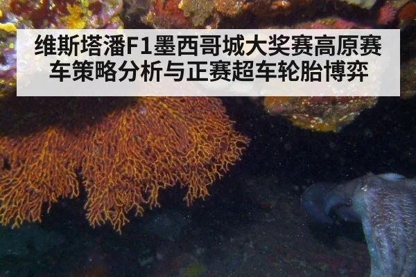 维斯塔潘F1墨西哥城大奖赛高原赛车策略分析与正赛超车轮胎博弈